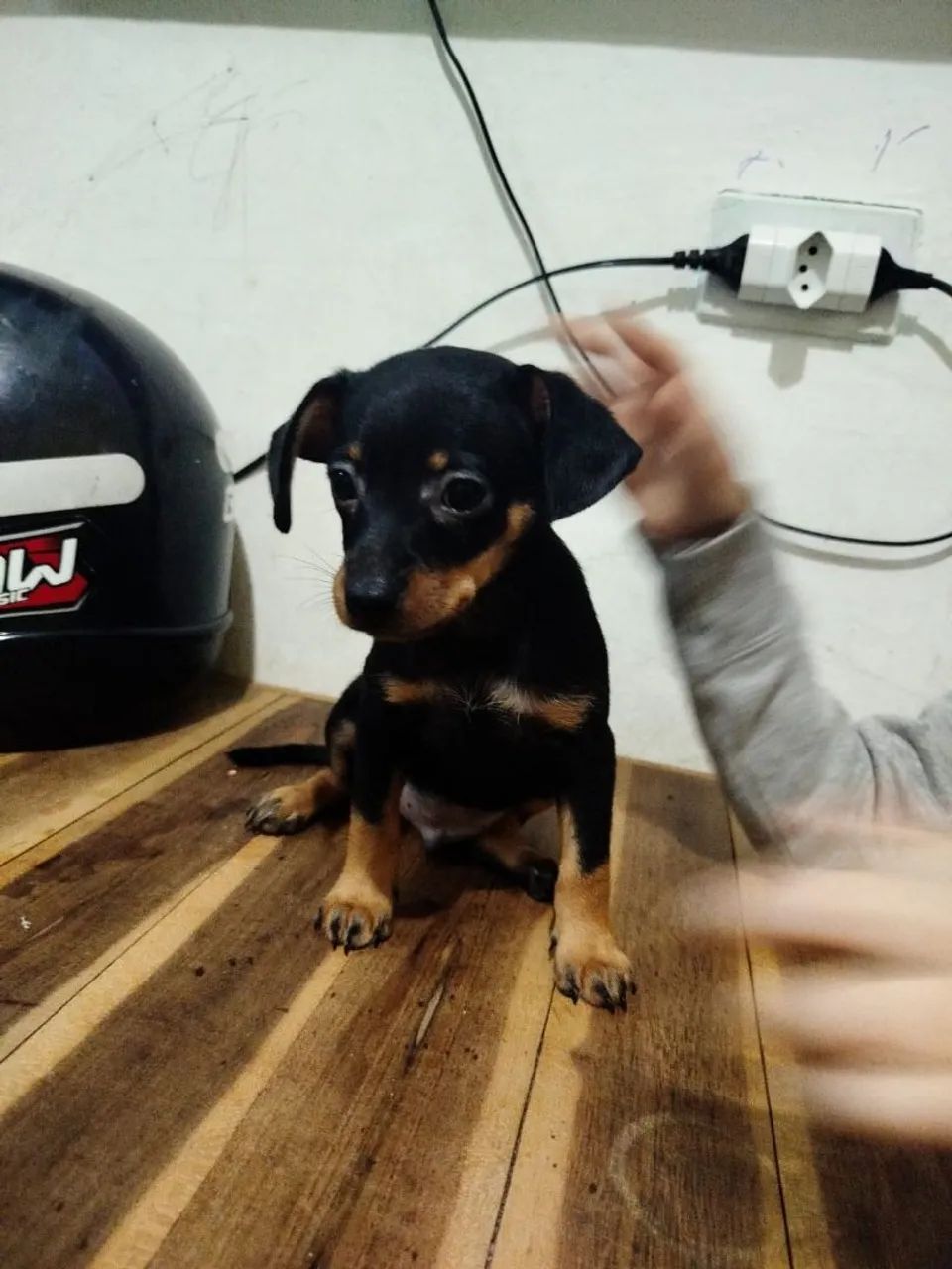 Pinscher n1 machos