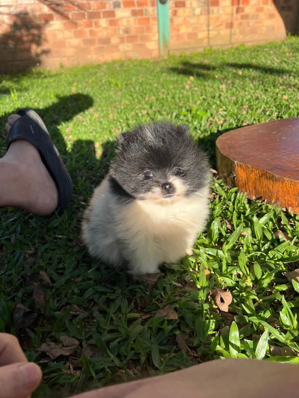 Spitz Alemão machinhos ?