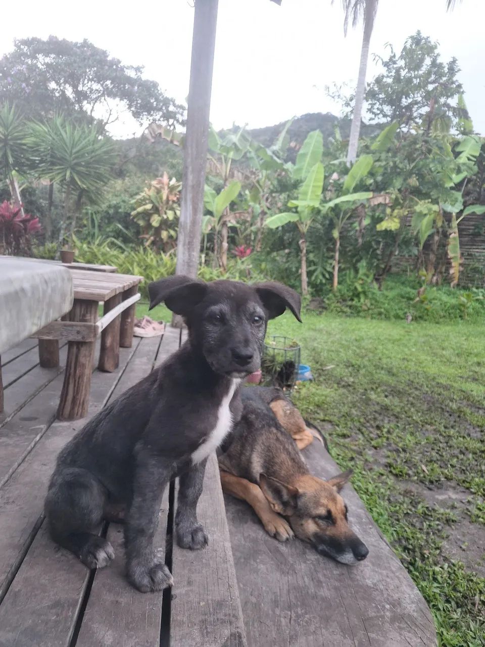 Cachorrinho - Foto 5