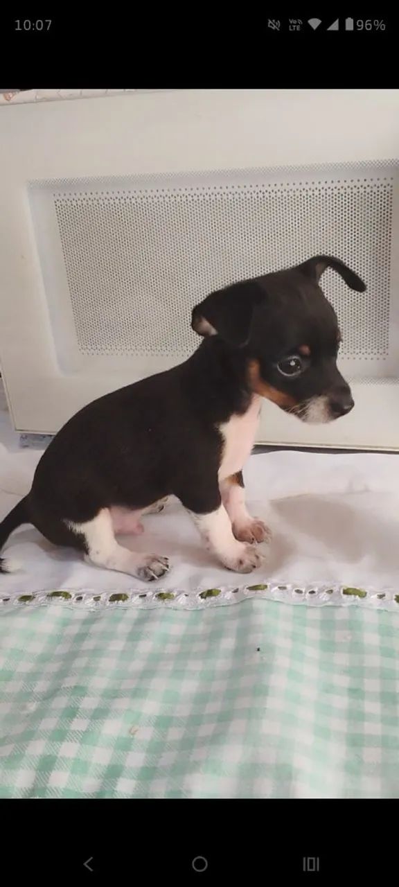 Pinscher macho número 1 
