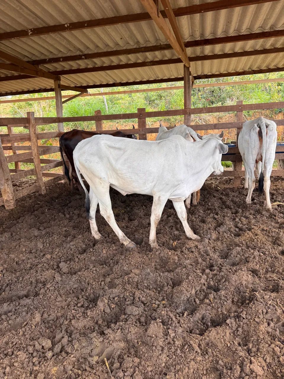 Vacas - Foto 3