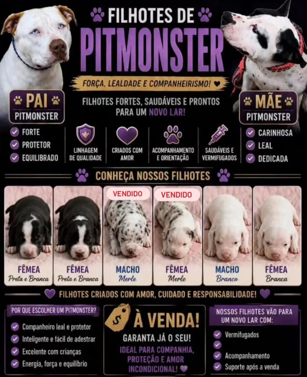 Vendo PitMonster.