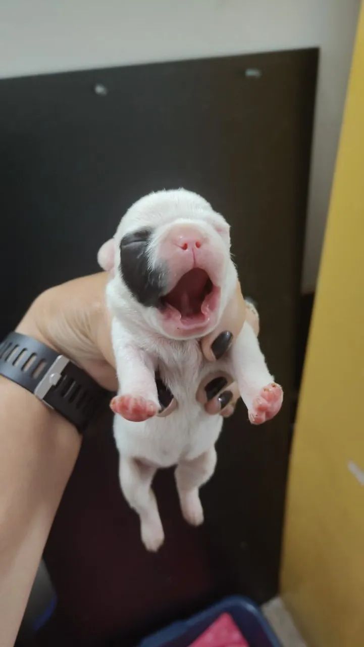 BULDOG FRANCES 