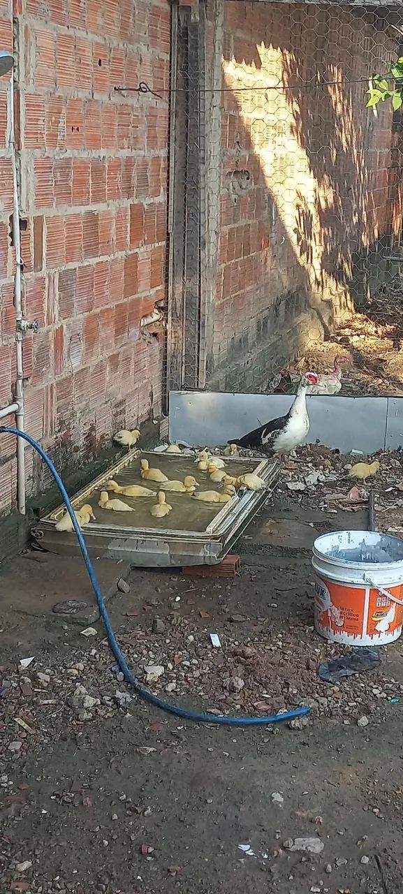 Patinhos  - Foto 2