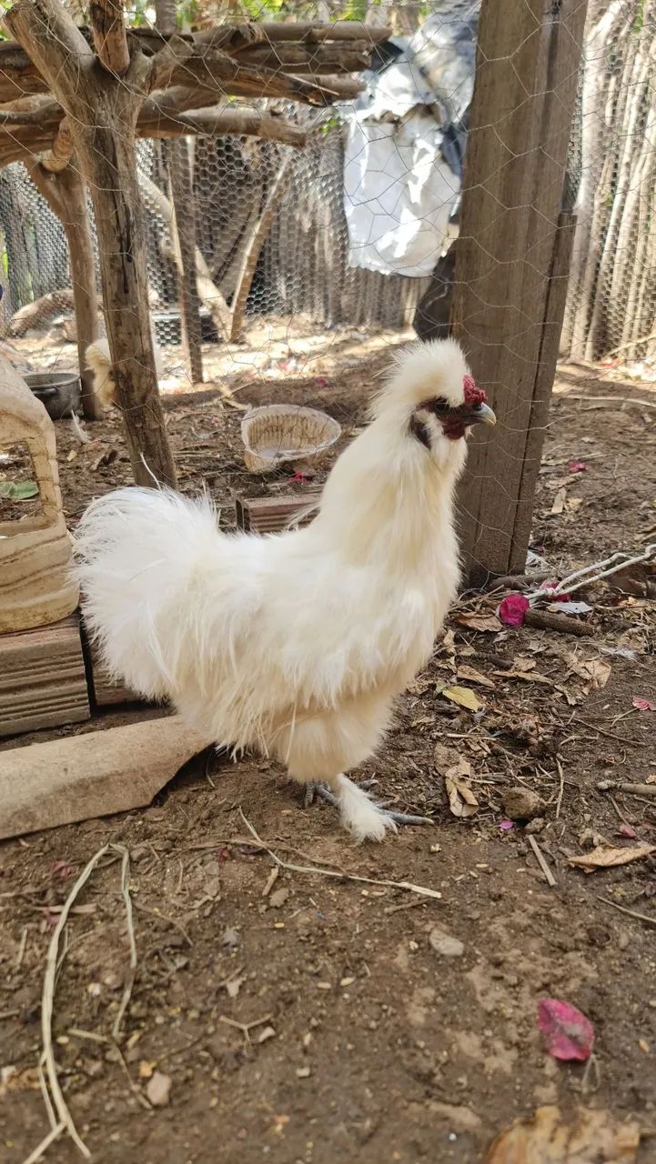Sedosa do Japão  - Foto 4