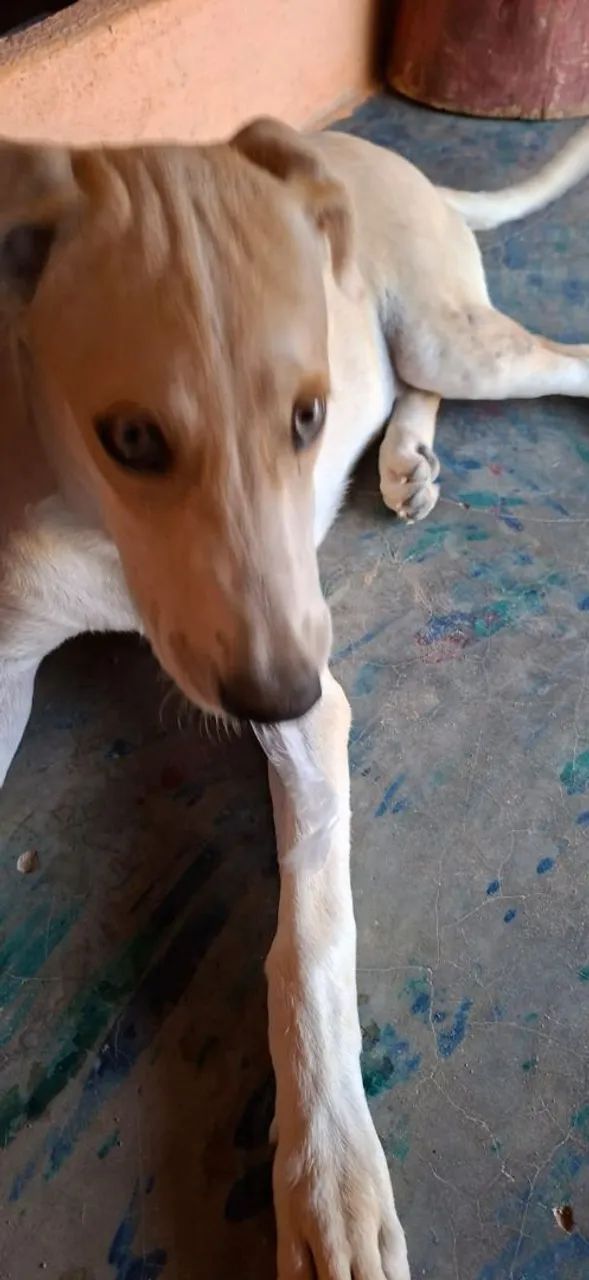 Cachorro pra doação 4 meses  - Foto 4