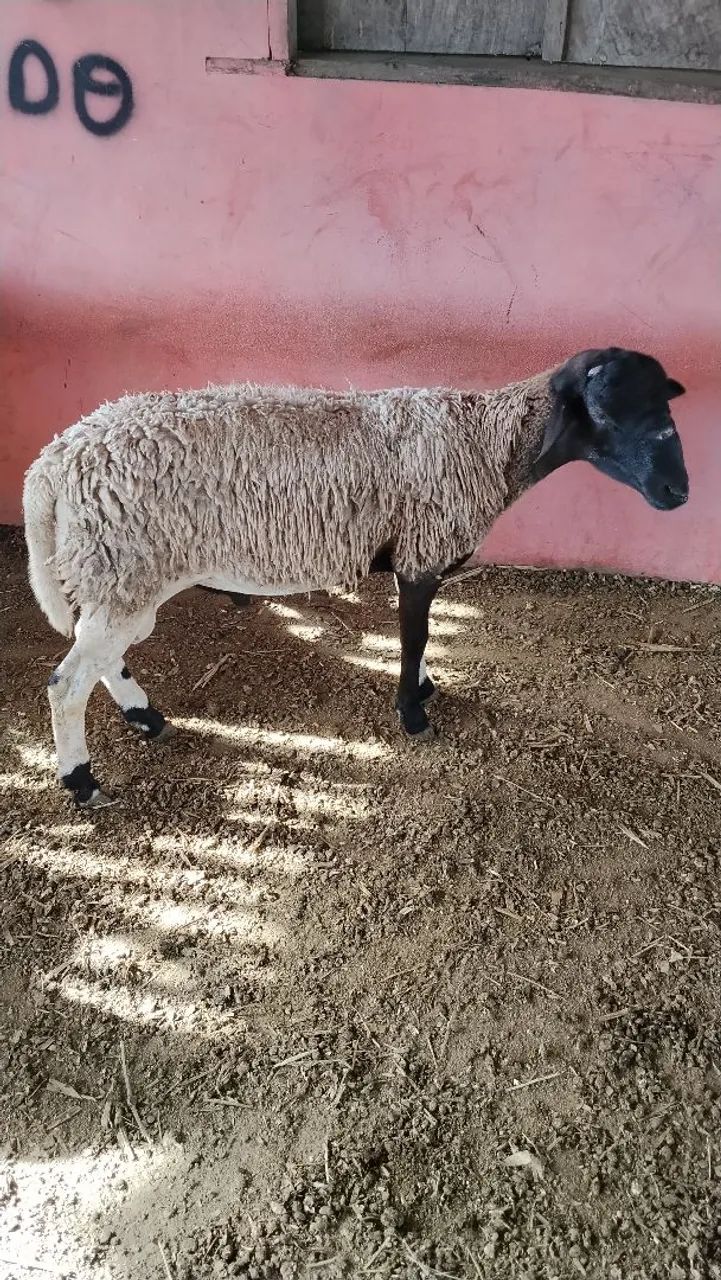 Ovelhas e Carneiros 