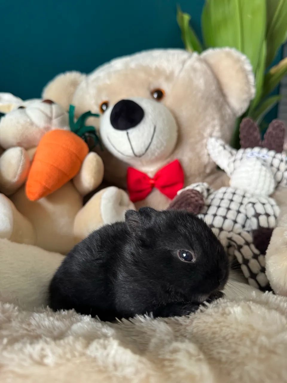 Mini coelho anão netherland  - Foto 5