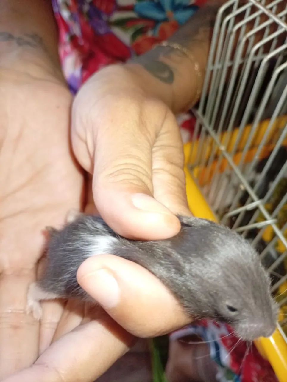 Hamster sírio 