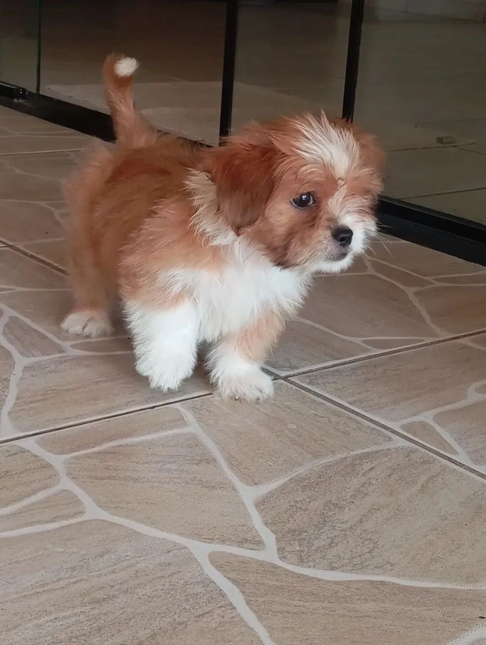 Filhote de Cachorrinhos  - Foto 2