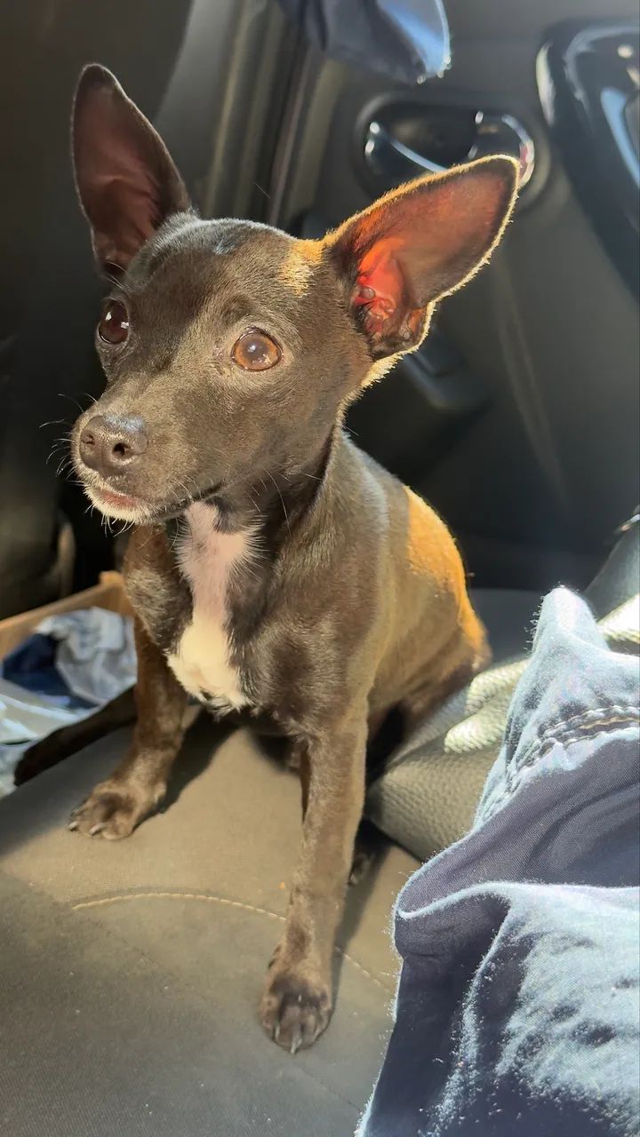 Pinscher macho