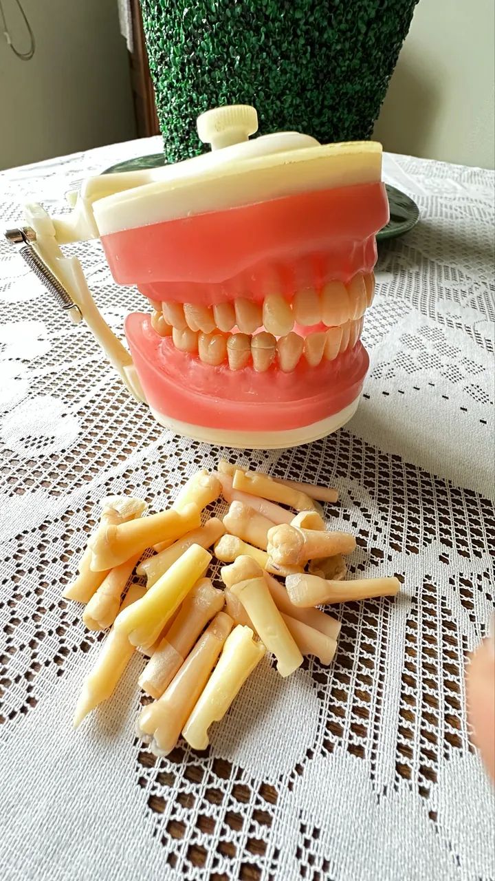 Manequim de Dentística Pronew  - Foto 4