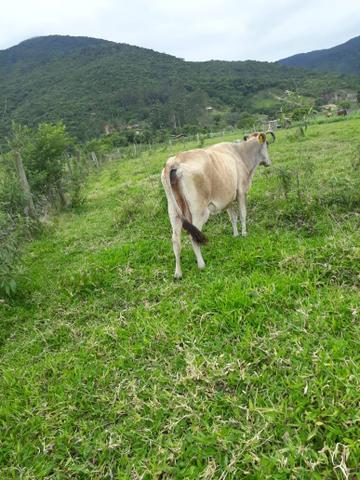 Vendo gado 4 animais