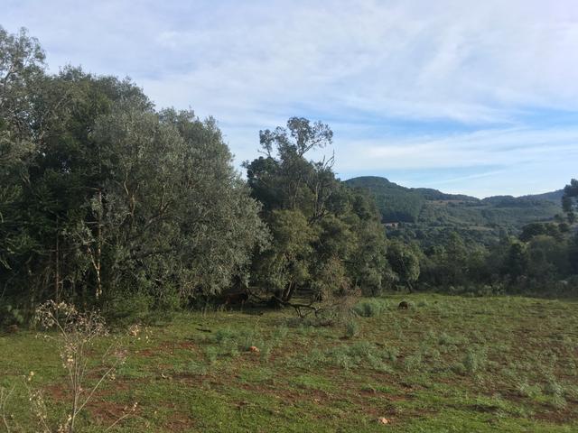 Terreno rural - Foto 7