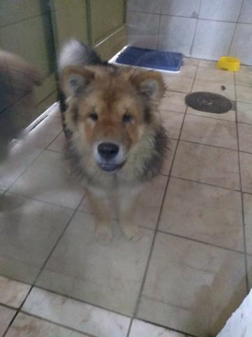 Chow~chow