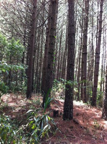 Fazenda em Cerro Azul - Foto 7