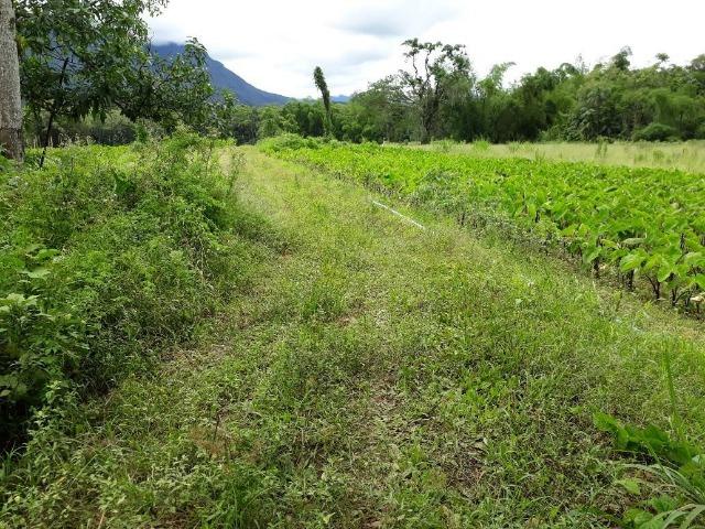 Chácara - América de Baixo - Morretes - Foto 5