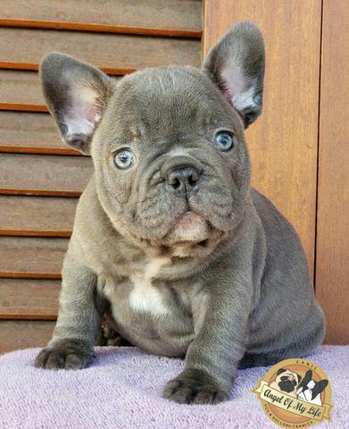 Bulldog Francês Blue dos sonhos