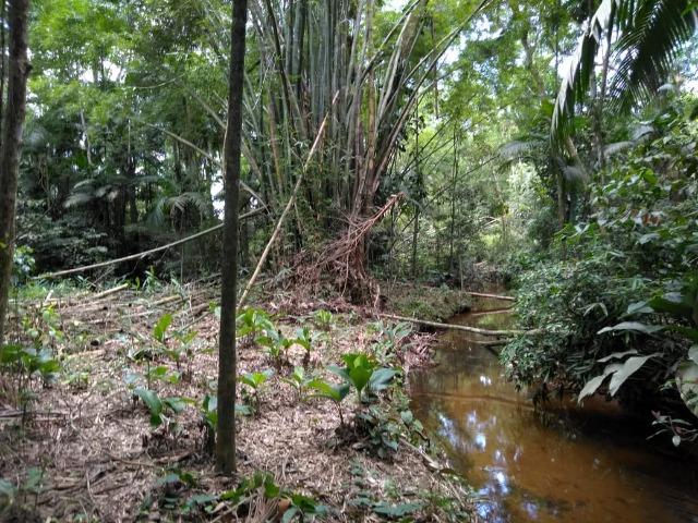 Chácara - América de Baixo - Morretes - Foto 12