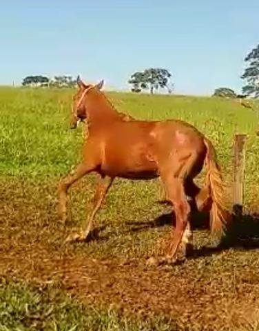 Potra Alazã mangalarga marchador - Foto 2