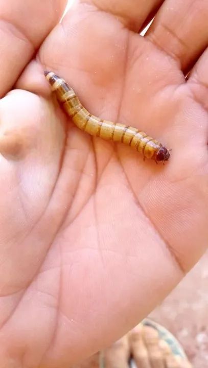 Baratas, Grilos, tenébrio Gigante e molitor, minhocas africanas e californianas