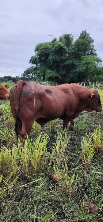 Venda permanente de Gado Senepol - Foto 6