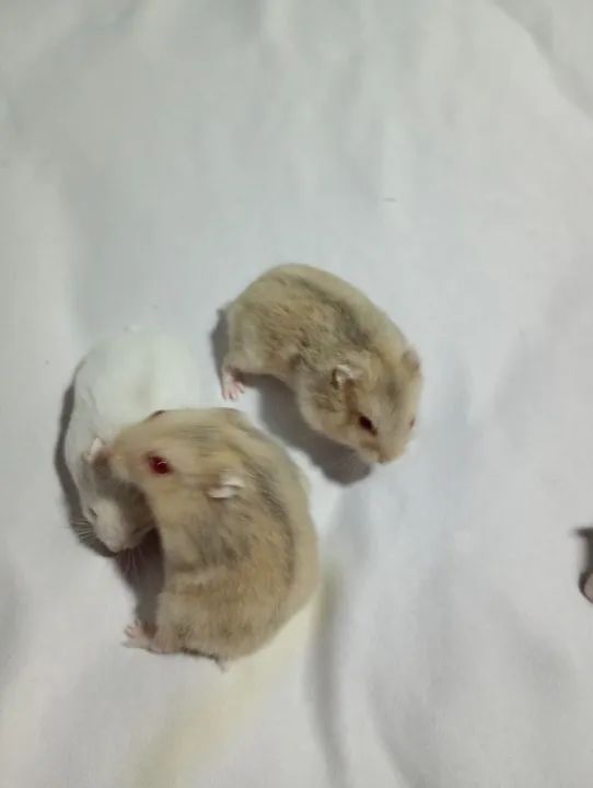 Filhotes de hamster anão russo