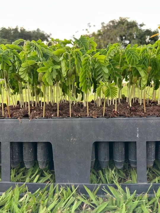 Mudas de Tamarindo - Pronta para o Plantio - Foto 4