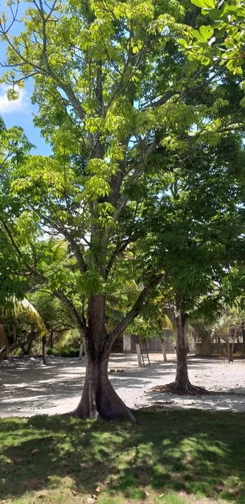 Excelente granja