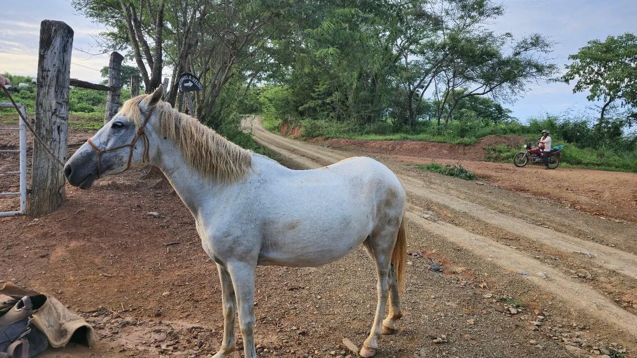 Égua Mangalarga Marchador 2 em 1 