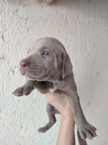 Weimaraner olx sales