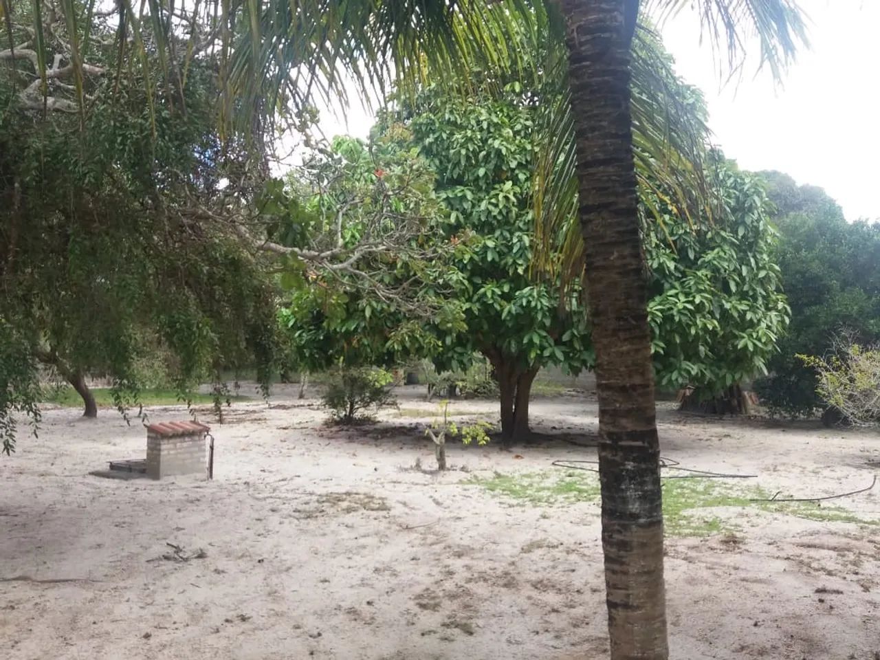 Apenas venda Excelente granja  - Foto 2