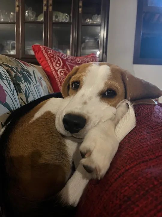 Beagle vacinado, adestrado com pedigree  - Foto 2