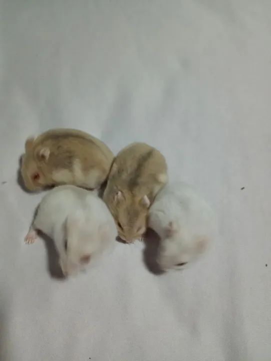Filhotes de hamster anão russo - Foto 2
