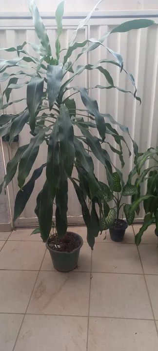 Plantas ornamentais para jardim! - Foto 3