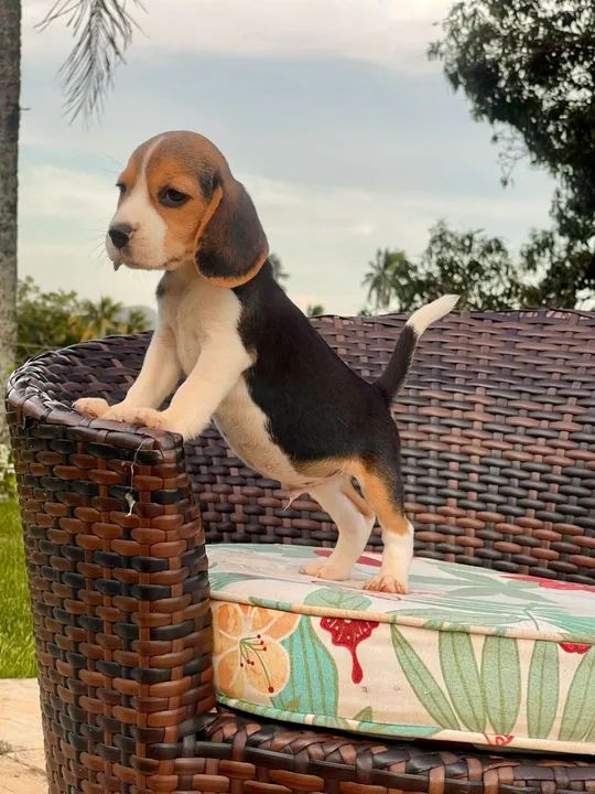 Filhote Beagle lindo mini 13 - Foto 4