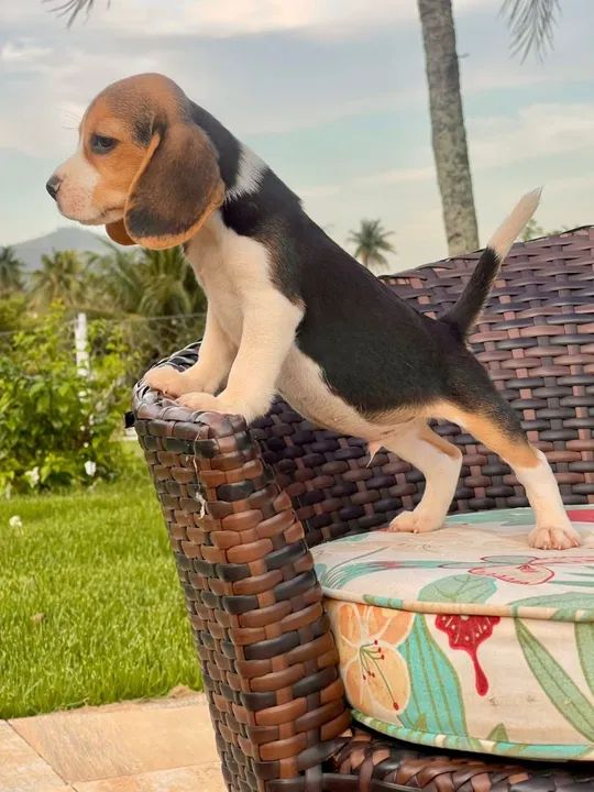 Filhote Beagle lindo mini 13