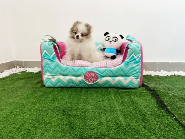 Filhotes Spitz Alemão anão fêmea e macho - Foto 5