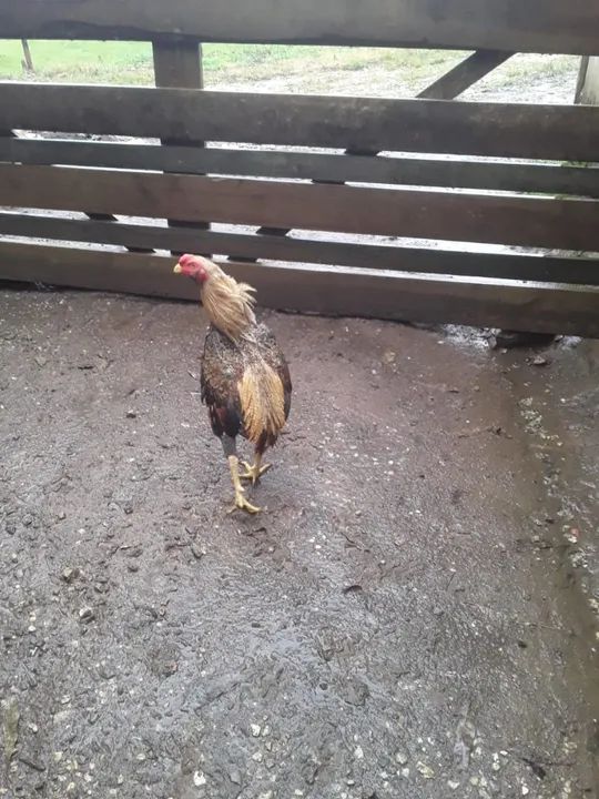 Galo suro - Foto 3