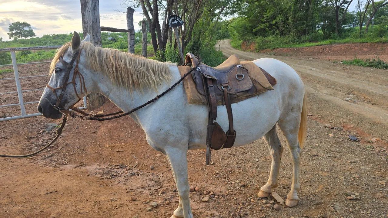 Égua Mangalarga Marchador 2 em 1  - Foto 2