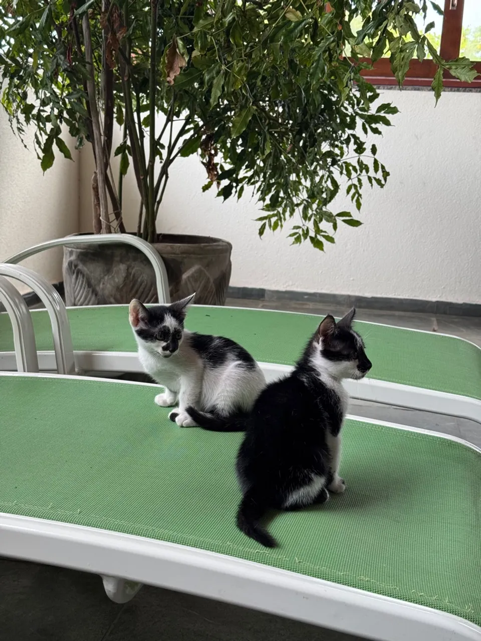 Gatinhos filhotes irmãos para adoção responsável