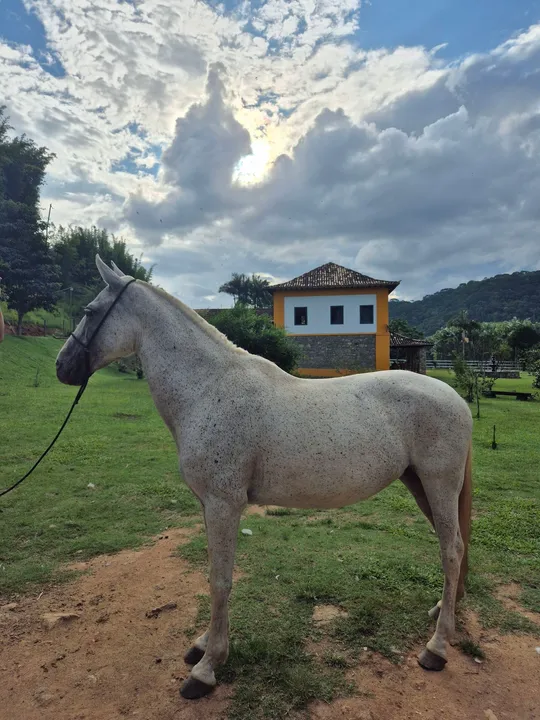 Égua Mangalarga Marchador