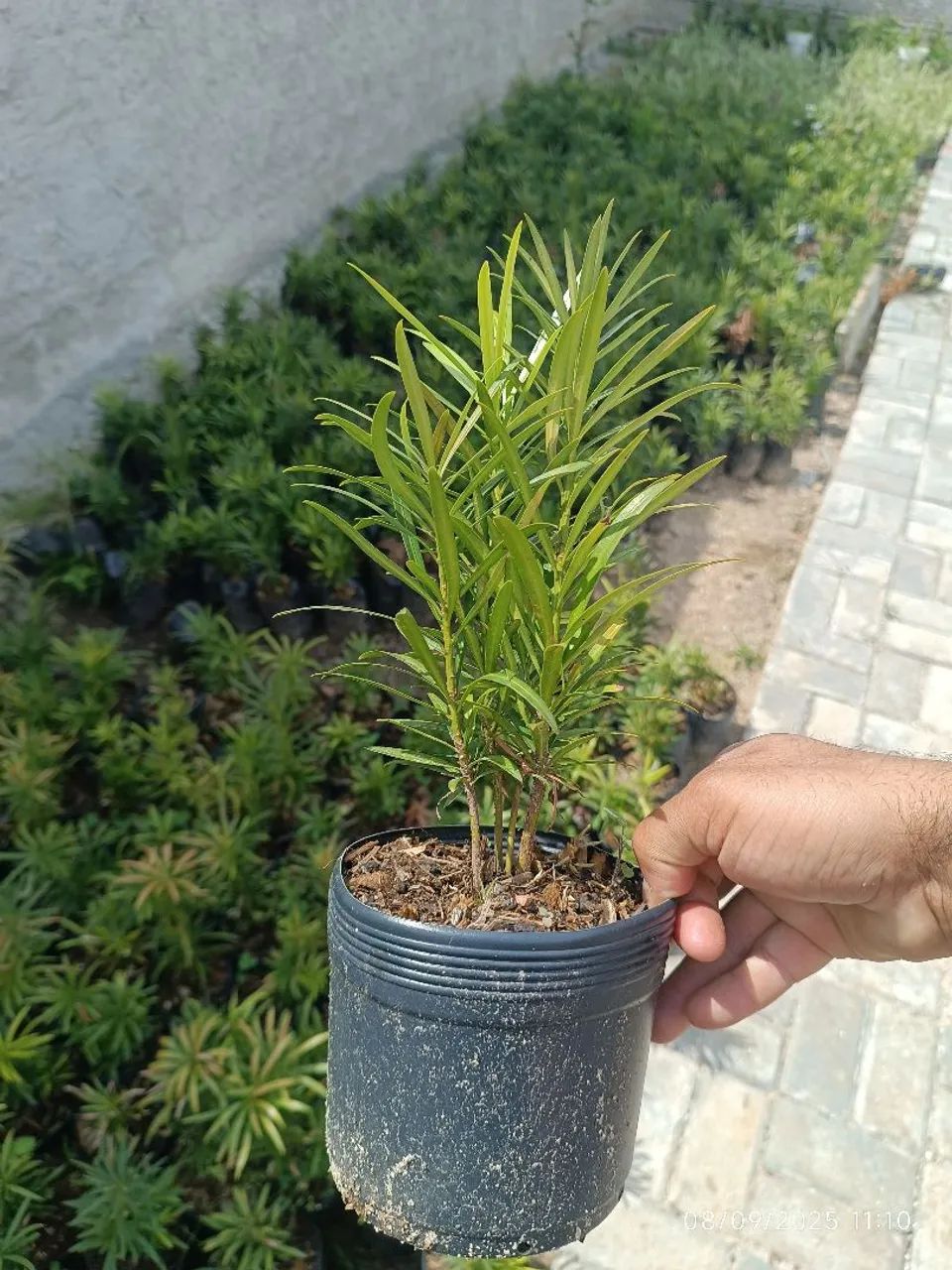 Mudas de podocarpus por 7,50 reais 