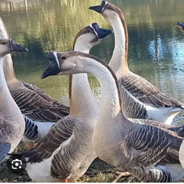 Animais