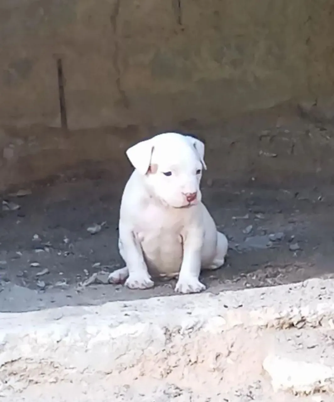 Filhote de Pitbull Branco para venda ..600 macho
