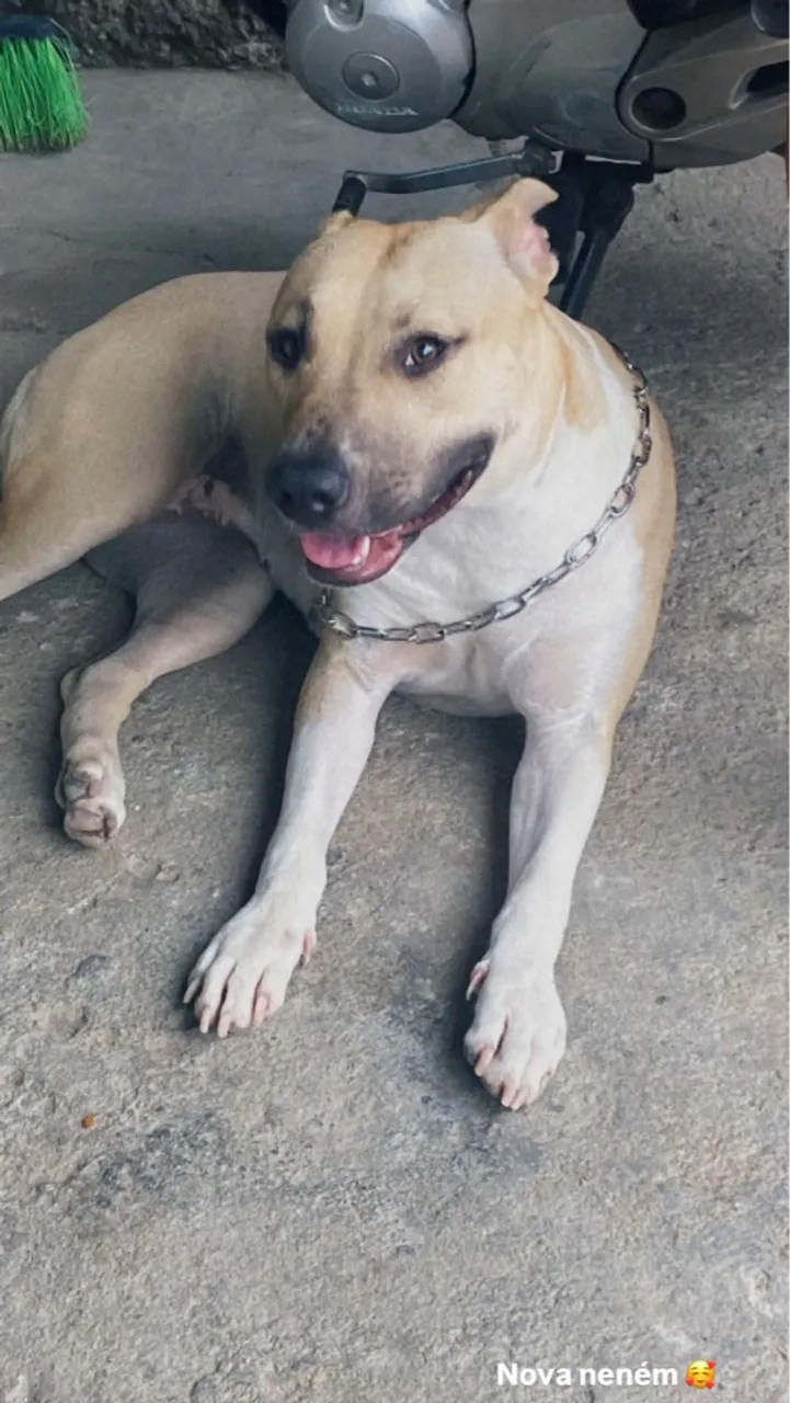 Pitbull disponível para adoção