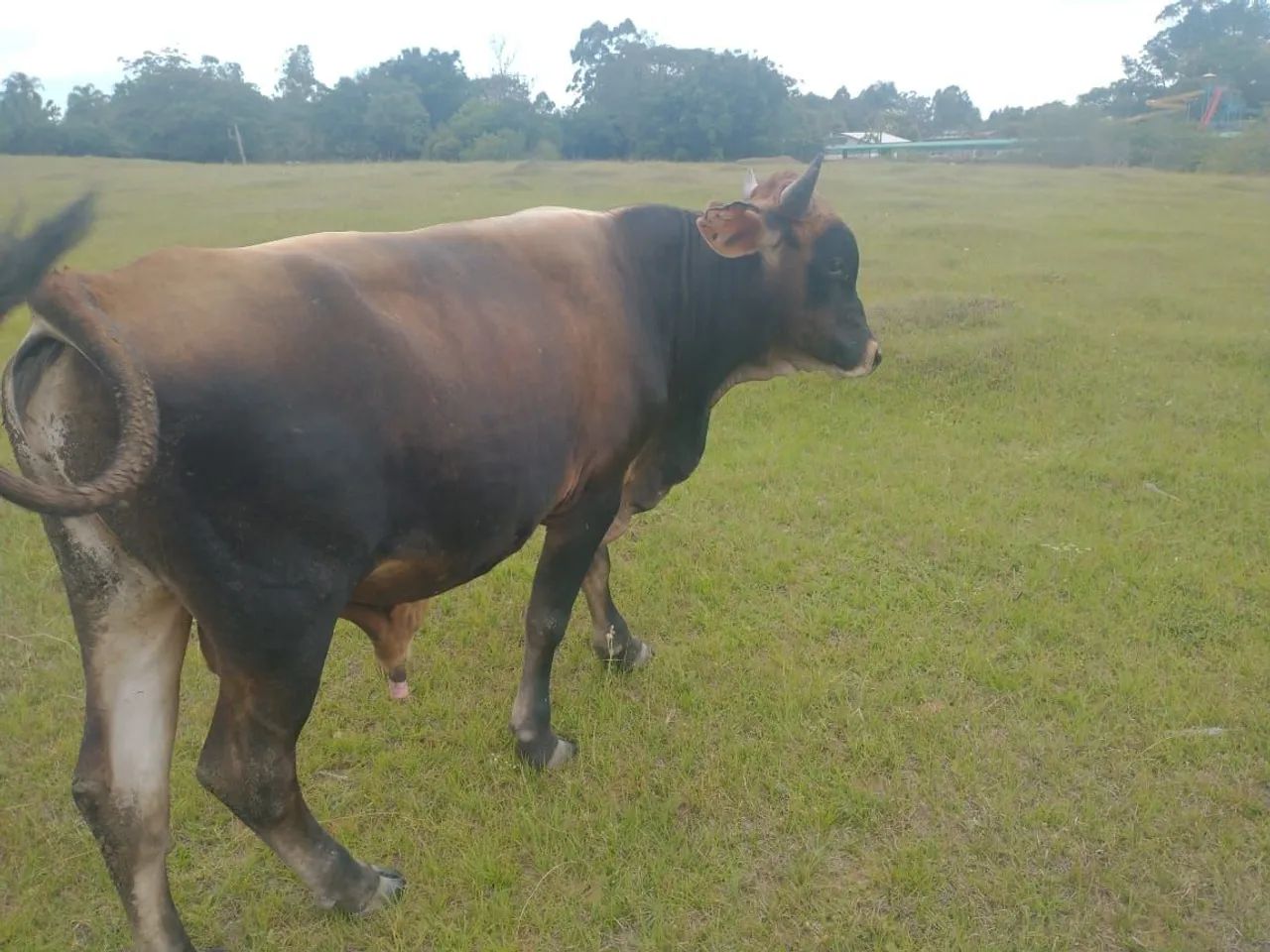 Vendo Novilho - Foto 2