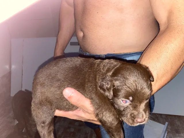 Cachorrinhos  - Foto 4