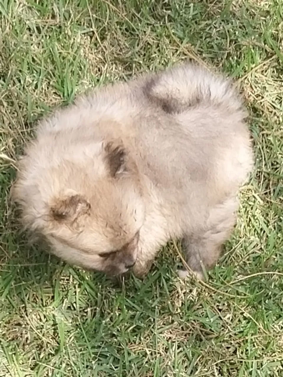 Filhote de Spitz Alemão