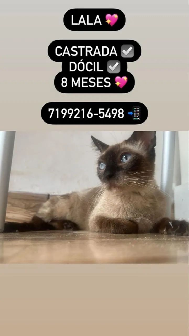 Gatos castrados para adoção  - Foto 6